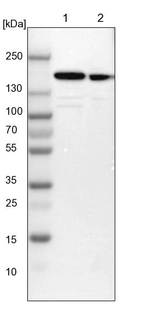 Lane 1: NIH-3T3 cell lysate (Mouse embryonic fibroblast cells)_br/_Lane 2: NBT-II cell lysate (Rat Wistar bladder tumour cells)