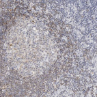Immunohistochemical staining of human lymphoid tissues shows moderate cytoplasmic positivity in non-germinal center cells.