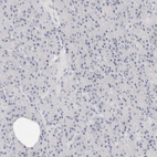 Immunohistochemical staining of human pancreas shows no positivity in exocrine glandular cells as expected.