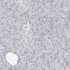 Immunohistochemical staining of human pancreas shows no positivity in exocrine glandular cells as expected.