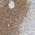 Immunohistochemical staining of human spleen shows strong cytoplasmic positivity in cells in white pulp.