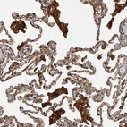 Anti-TRIM56 Antibody