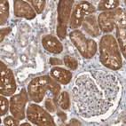 Immunohistochemical staining of human kidney shows high expression.