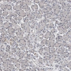 Immunohistochemical staining of human pancreas shows low expression as expected.