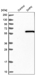 Western blot analysis in control (vector only transfected HEK293T lysate) and SHPK over-expression lysate (Co-expressed with a C-terminal myc-DDK tag (~3.1 kDa) in mammalian HEK293T cells, LY415695).