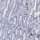 Immunohistochemical staining of human duodenum shows low expression as expected.