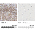 Anti-IKZF3 Antibody