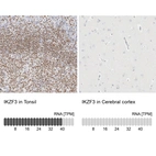 Anti-IKZF3 Antibody