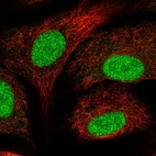 Immunofluorescent staining of human cell line A549 shows localization to nucleus & nucleoli.