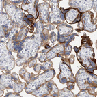 Immunohistochemical staining of human placenta shows strong membranous positivity in trophoblastic cells.