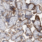 Immunohistochemical staining of human placenta shows strong membranous positivity in trophoblastic cells.