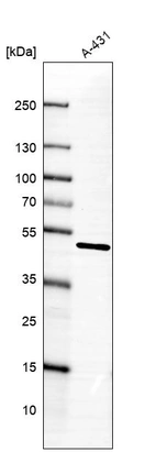 Western blot analysis in human cell line A-431.