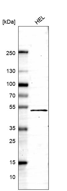Anti-DSCC1 Antibody