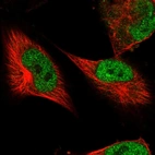 Immunofluorescent staining of human cell line U-251 MG shows localization to nucleoplasm.