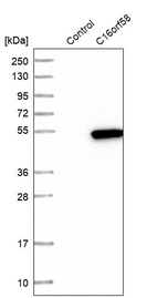 Western blot analysis in control (vector only transfected HEK293T lysate) and C16orf58 over-expression lysate (Co-expressed with a C-terminal myc-DDK tag (~3.1 kDa) in mammalian HEK293T cells, LY411583).