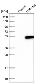 Western blot analysis in control (vector only transfected HEK293T lysate) and C16orf58 over-expression lysate (Co-expressed with a C-terminal myc-DDK tag (~3.1 kDa) in mammalian HEK293T cells, LY411583).