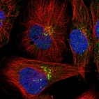 Immunofluorescent staining of human cell line U-251 MG shows localization to nucleoli & the Golgi apparatus.
