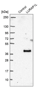 Western blot analysis in control (vector only transfected HEK293T lysate) and LURAP1L over-expression lysate (Co-expressed with a C-terminal myc-DDK tag (~3.1 kDa) in mammalian HEK293T cells, LY404342).