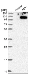 Western blot analysis in control (vector only transfected HEK293T lysate) and TSR1 over-expression lysate (Co-expressed with a C-terminal myc-DDK tag (~3.1 kDa) in mammalian HEK293T cells, LY413281).
