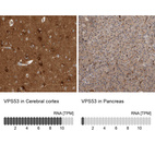Anti-VPS53 Antibody