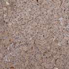 Immunohistochemical staining of human pancreas shows low expression as expected.