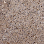 Immunohistochemical staining of human pancreas shows low expression as expected.
