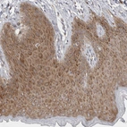 Immunohistochemical staining of human skin shows moderate cytoplasmic positivity in squamous epithelial cells.