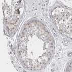 Immunohistochemical staining of human testis shows weak cytoplasmic positivity in subset of cells in seminiferous ducts.