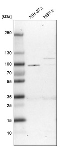 Western blot analysis in mouse cell line NIH-3T3 and rat cell line NBT-II.