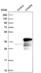 Western blot analysis in control (vector only transfected HEK293T lysate) and CHMP6 over-expression lysate (Co-expressed with a C-terminal myc-DDK tag (~3.1 kDa) in mammalian HEK293T cells, LY411207).