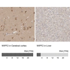 Anti-WIPF2 Antibody