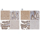Immunohistochemical staining of human cerebral cortex, colon, fallopian tube and liver using Anti-WIPF2 antibody HPA024467 (A) shows similar protein distribution across tissues to independent antibody HPA024000 (B).