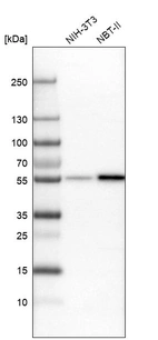 Western blot analysis in mouse cell line NIH-3T3 and rat cell line NBT-II.