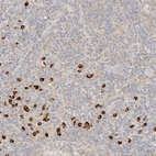 Anti-FHOD1 Antibody