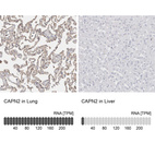 Anti-CAPN2 Antibody