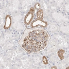 Immunohistochemical staining of human kidney shows moderate cytoplasmic positivity in cells in glomeruli and in distal tubules.