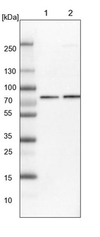 Lane 1: NIH-3T3 cell lysate (Mouse embryonic fibroblast cells)_br/_Lane 2: NBT-II cell lysate (Rat Wistar bladder tumour cells)