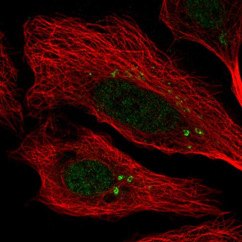 Anti-CEP112 Antibody