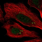 Anti-CEP112 Antibody