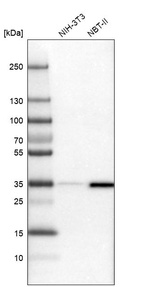 Western blot analysis in mouse cell line NIH-3T3 and rat cell line NBT-II.