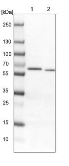 Lane 1: NIH-3T3 cell lysate (Mouse embryonic fibroblast cells)_br/_Lane 2: NBT-II cell lysate (Rat Wistar bladder tumour cells)