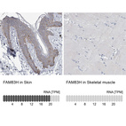 Anti-FAM83H Antibody