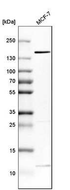 Western blot analysis in human cell line MCF-7.