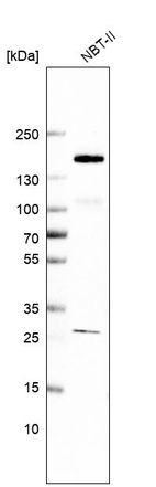 Western blot analysis in rat cell line NBT-II.