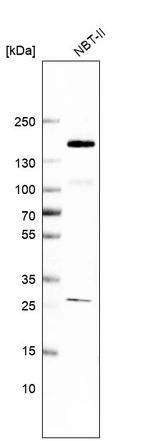 Western blot analysis in rat cell line NBT-II.