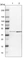 Anti-SP6 Antibody