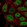Anti-SP6 Antibody