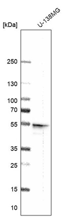 Western blot analysis in human cell line U-138MG.