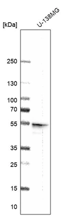 Western blot analysis in human cell line U-138MG.