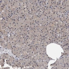 Immunohistochemical staining of human pancreas shows weak positivity in exocrine glandular cells.